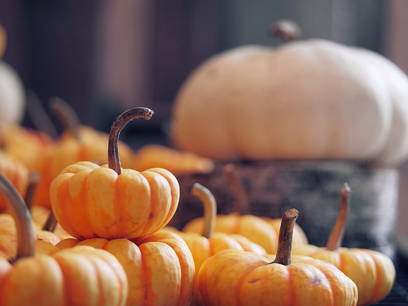 pumpkin, vegetable, harvest, autumn, HD wallpaper