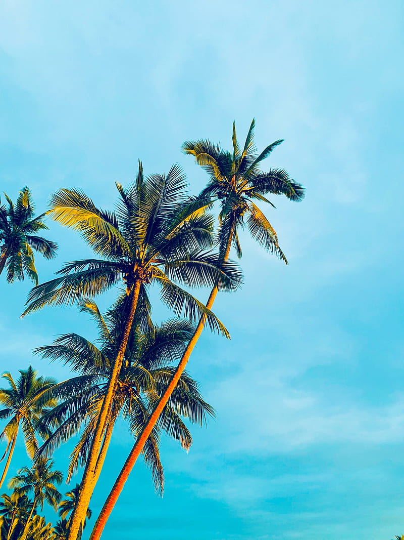 Palm trees, sky, tropics, trees, light, HD phone wallpaper | Peakpx