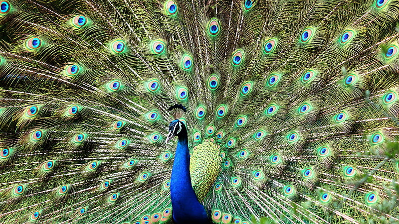 Beautiful Peacock Bird With Open Wings Birds, HD wallpaper