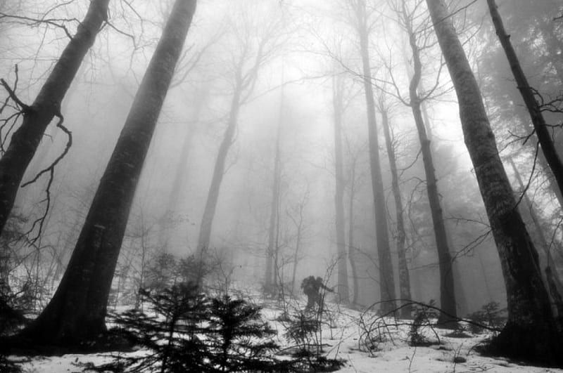 Winter Forest, forest, Bulgaria, trees, fog, mist, winter, cold, graphy, snow, nature, HD wallpaper
