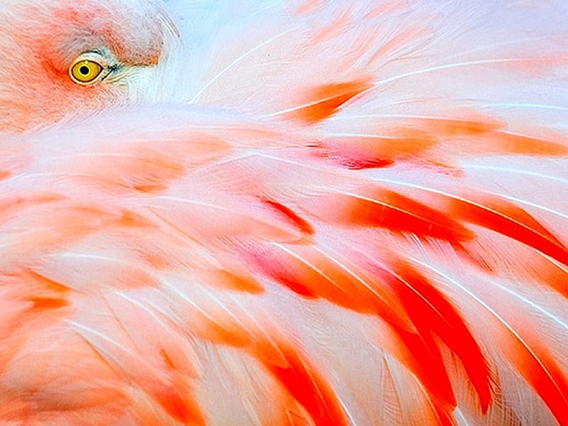 Peeking out, bird, flamingo, coral, white, feathers, HD wallpaper