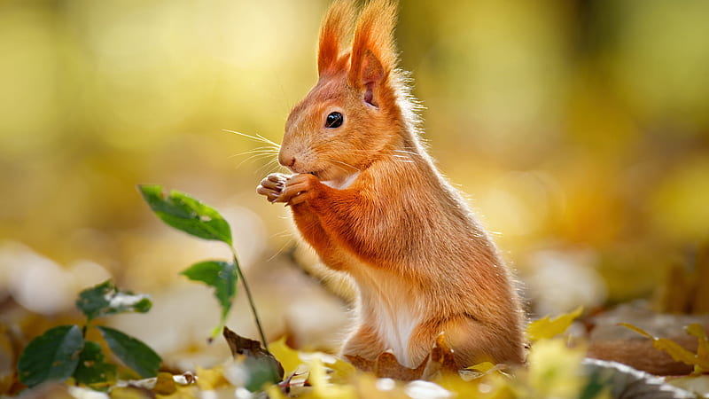 Rodent Red Squirrel Squirrel, HD wallpaper