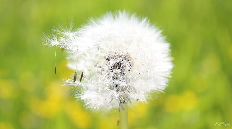 Dandelion Fluff, seeds, weed, blurr, grass, flower, summer, spring, fluff, HD wallpaper