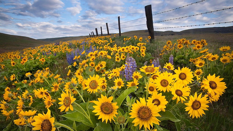 Sunflowers Along the Fence, fence, yellow, sky, clouds, mountain, sunflowers, flowers, day, nature, wire, HD wallpaper