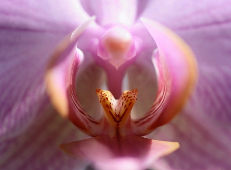 LIPS OF AN ORCHID, lovely, close up, macro, orchid, flower, flowers, nature, petals, pink, stamen, HD wallpaper