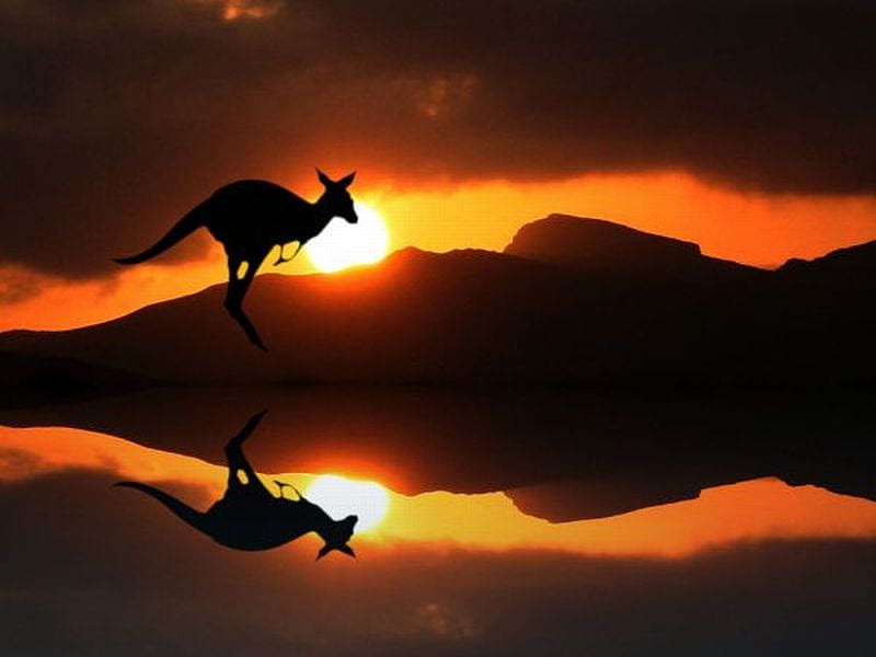 Kangaroo, cool, sunset, reflection, HD wallpaper