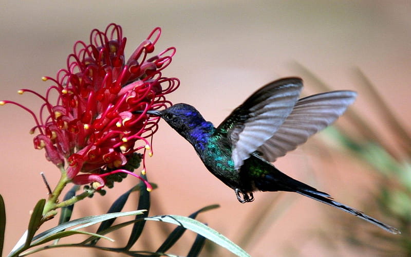 hummingbird-Bird graphy, HD wallpaper