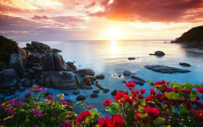 Hermosos paisajes, flores, naturaleza, cielo, mar, Fondo de pantalla HD |  Peakpx