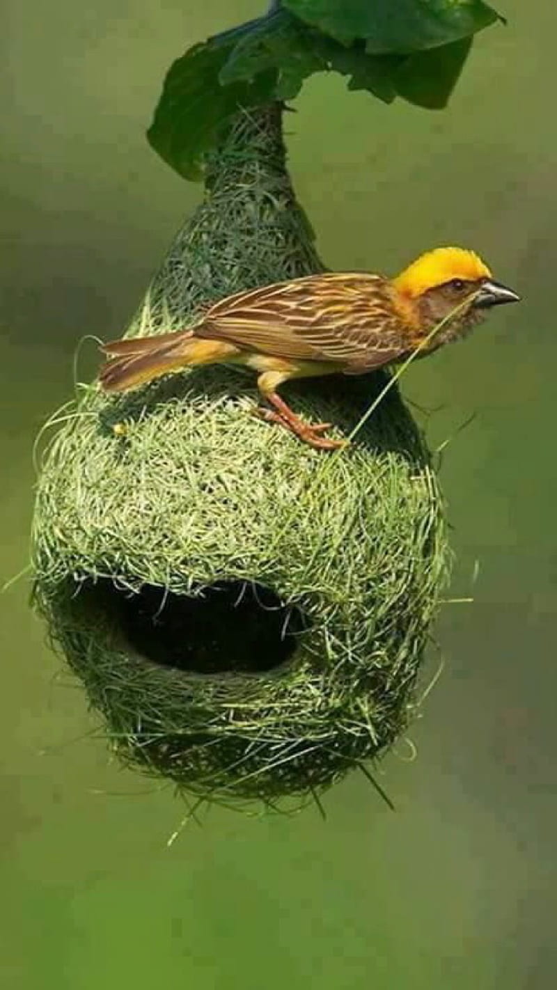 Nest, bird, HD phone wallpaper