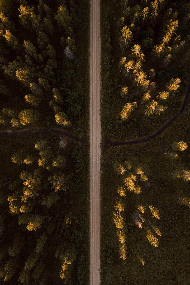 road, aerial view, spruce, forest, trees, HD phone wallpaper