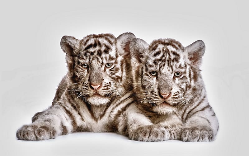 Cats, Tiger, Animal, White Tiger, Baby Animal, Cub, HD wallpaper
