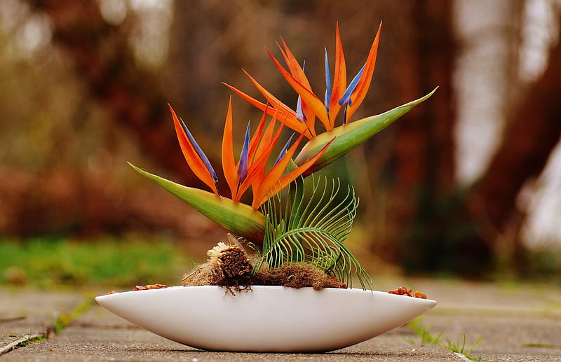 Bird of Paradise flower, Perennial plant, Bird of Paradise, Strelitzia, Crane flower, HD wallpaper