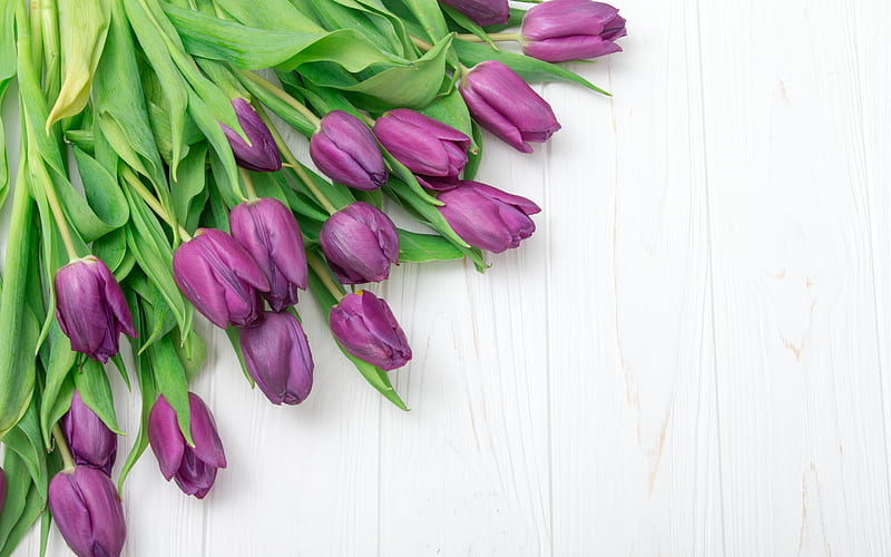 purple tulips, wooden white background, spring flowers, tulips, floral background, frame of tulips, HD wallpaper