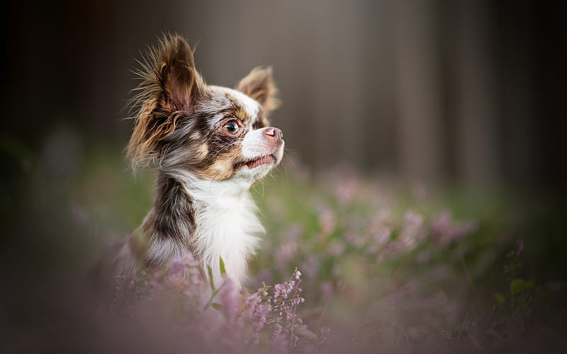 Chihuahua, small dog, cute animals, bokeh, decorative dogs, HD wallpaper