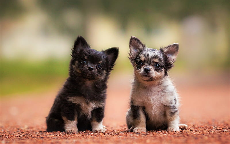 Chihuahua, bokeh, friendship, dogs, puppies, small chihuahua, friends, cute animals, pets, Chihuahua Dog, HD wallpaper