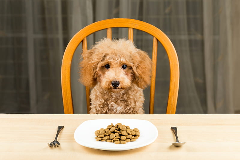 Waiting for you, food, caine, funny, poodle, dog, animal, HD wallpaper |  Peakpx