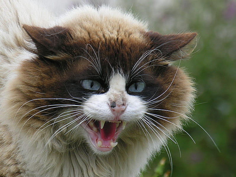 Angry Cat, cool, cat, angry, HD wallpaper
