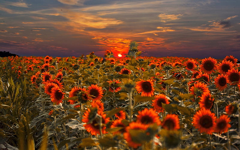Sunflowers field at sunset, sunflower, bonito, sunset, sky, field, landscape, HD wallpaper