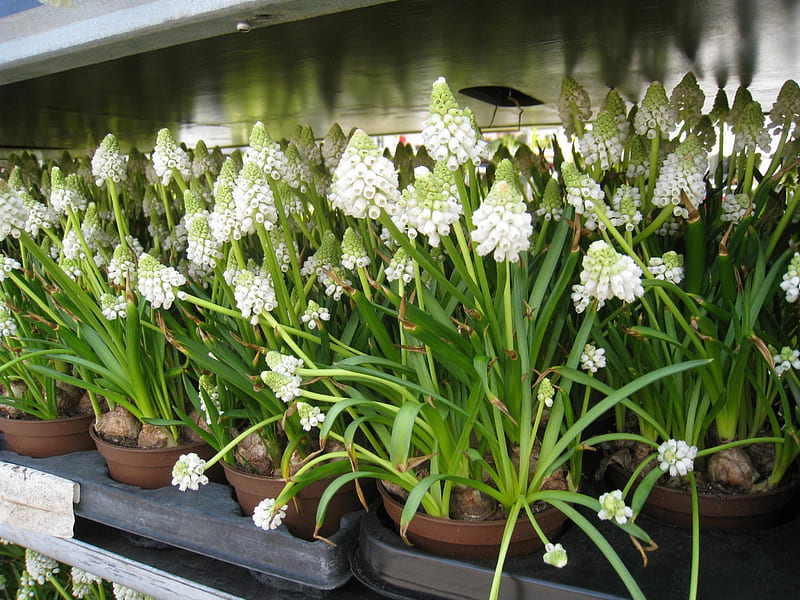 White grape hyacinth, flowers, pots, spring, white, HD wallpaper