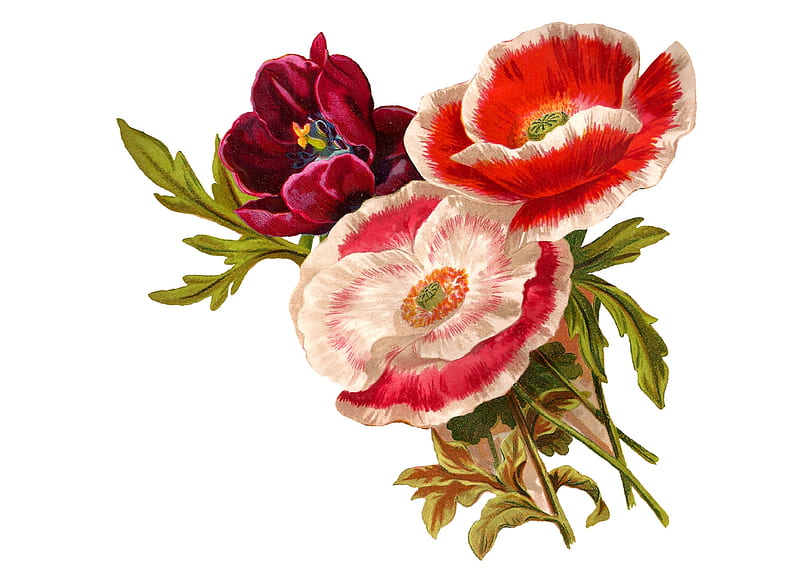 Poppies, red, poppy, flower, summer, white, pink, card, HD wallpaper