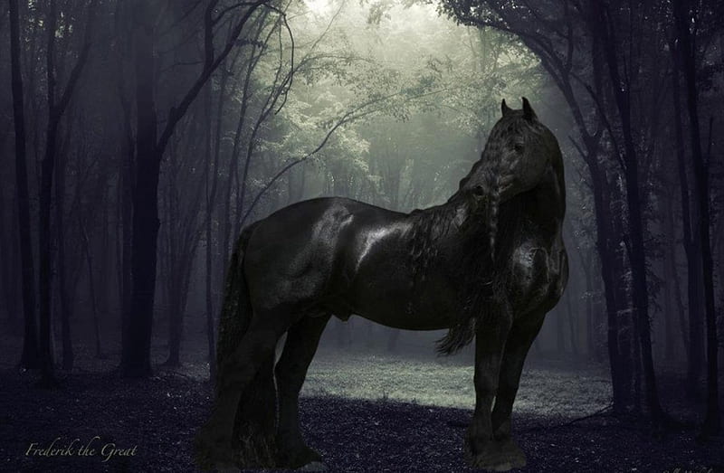 Frederick the Great, black, nature, horse, friesian, HD wallpaper