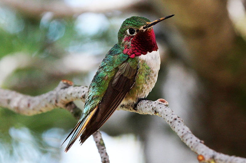 ruby throated hummingbird, ruby, hummingbird, branch, throated, HD wallpaper