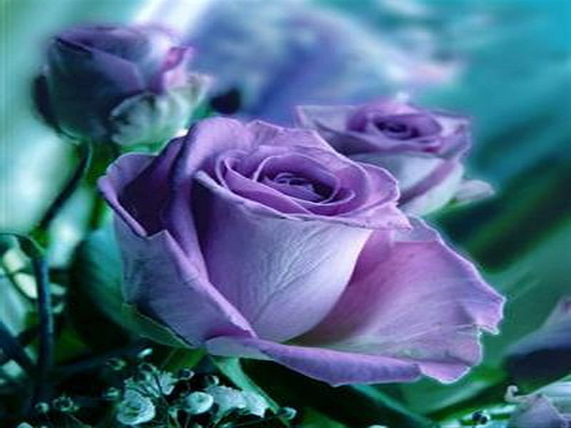 Lavender beauty for Barb, flower, rose, bud, mauve, HD wallpaper