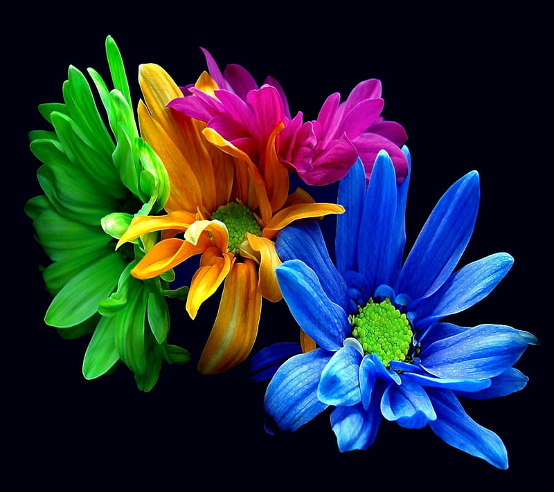 Flowers, colors, HD wallpaper | Peakpx