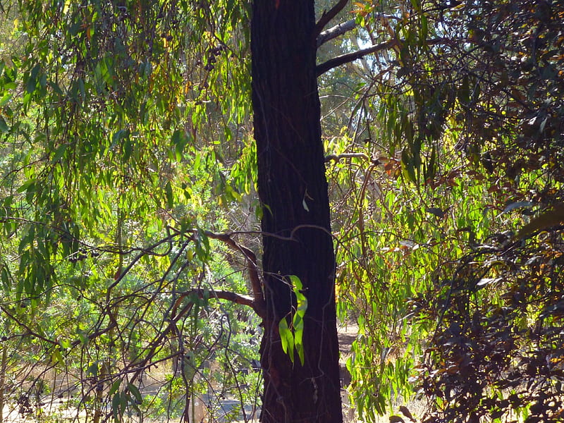 Iron Bark Eucalyptus, eucalyptus, australian, native, forests, rare, HD wallpaper