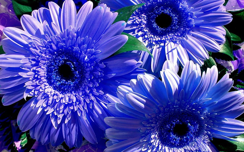 Gerbera azul, flores, gerbera, flores, azul, Fondo de pantalla HD | Peakpx