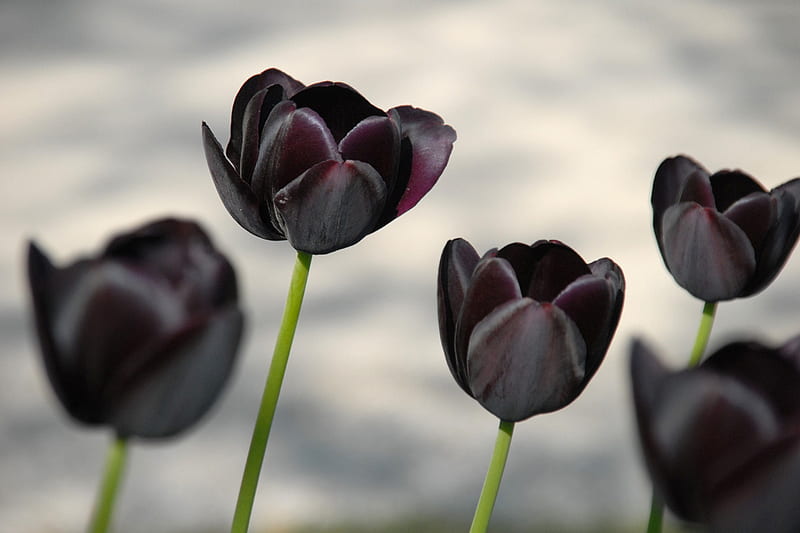 black tulips, purple, flowers, black, garden, nature, bonito, tulips, HD wallpaper