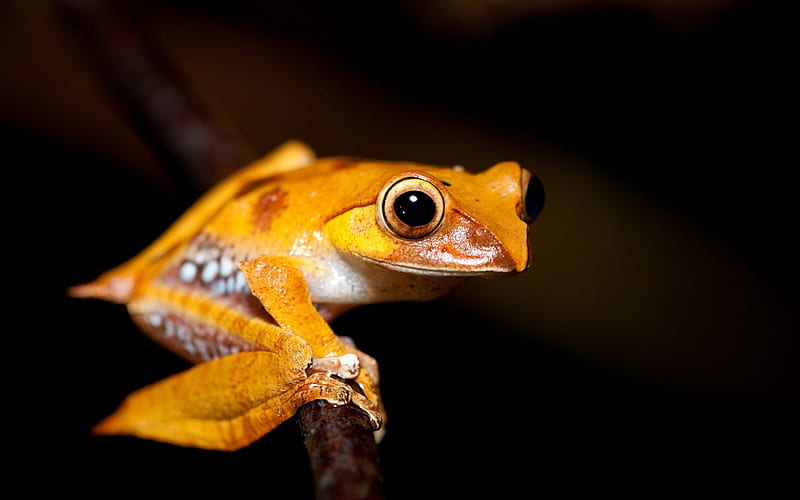 Frog, orange, amphibian, black, animal, HD wallpaper