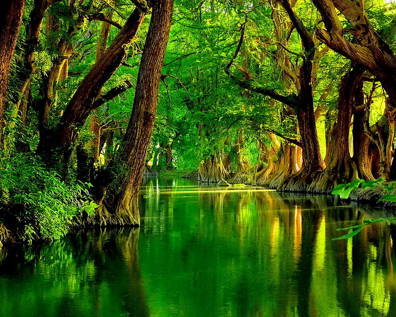 Green River, bonito, green nature river trees, HD wallpaper
