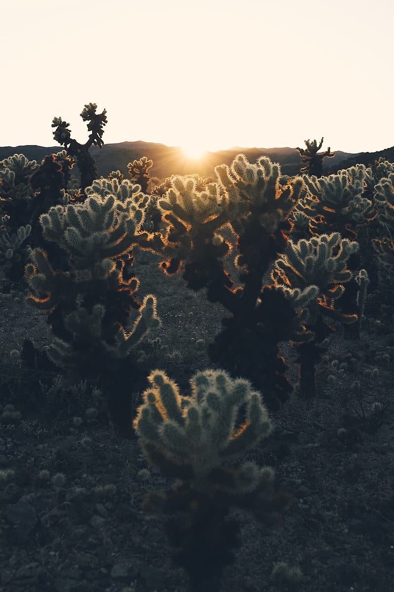cacti, sun, sunlight, sunset, plants, HD phone wallpaper