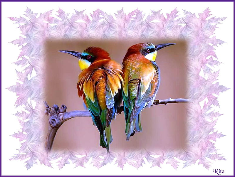 LOVERS' TIFF, colourful birds, pink leafy frame, branch, tiff, HD wallpaper