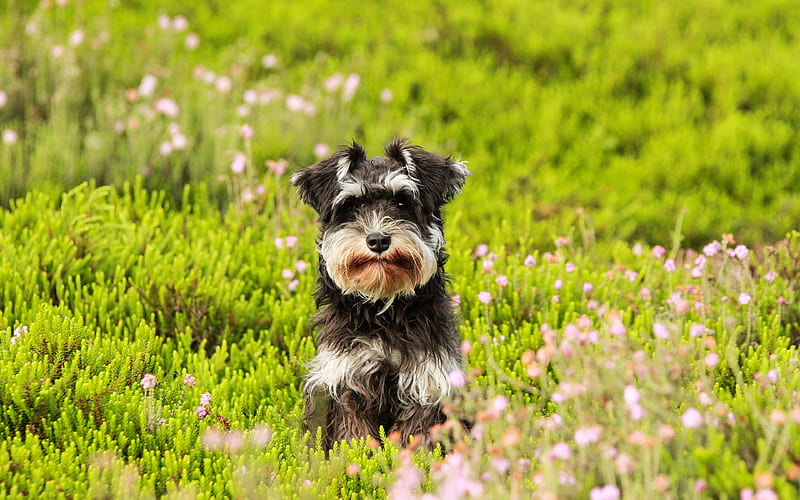 Miniature Schnauzer, lawn, cute animals, pets, green grass, Miniature Schnauzer Dog, HD wallpaper