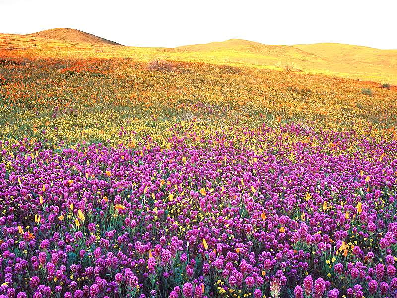 Wildflowers, nature, antelope valley, field, HD wallpaper