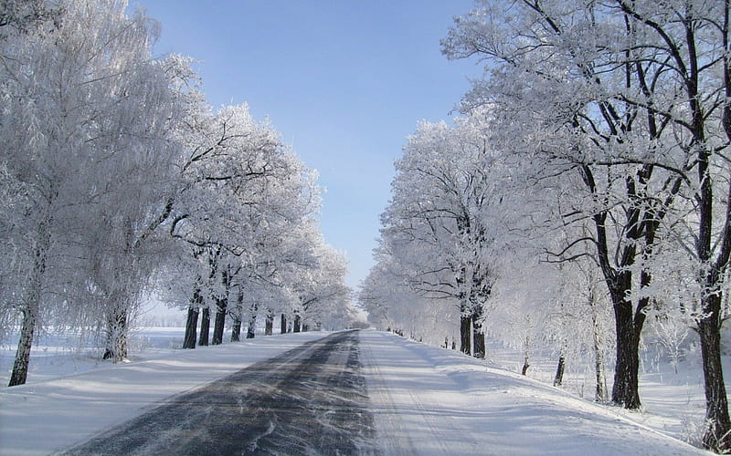 Winter Drive, drive, trees, sky, winter, cold, daylight, limbs, snow, ice, path, day, nature, road, white, frozen, blue, HD wallpaper