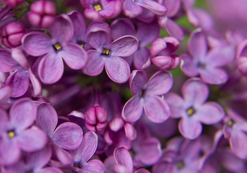 Lovely Liliac, purple, summer, beauty, nature, spring, lilacs, pink, HD wallpaper