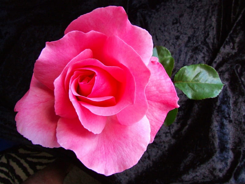 From Our Garden, black, rose, green, pink, HD wallpaper
