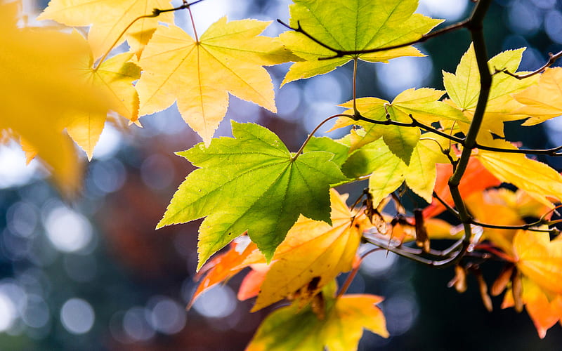 autumn, yellow leaves, yellow trees, branch, HD wallpaper