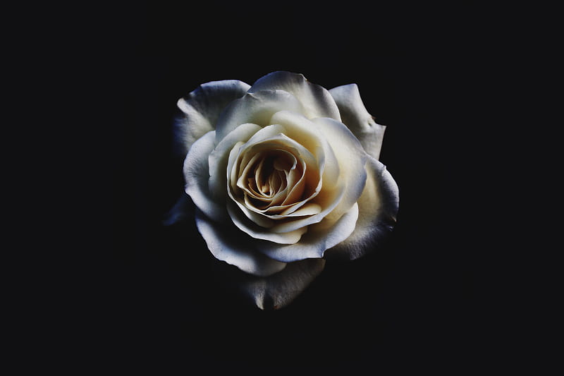 White Rose Oled , rose, flowers, oled, dark, HD wallpaper