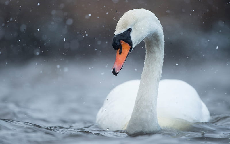 white swan, lake, beautiful white bird, swans, rain, HD wallpaper