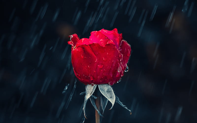 Red rose loneliness concepts, rain, bokeh, roses, beautiful flowers, HD  wallpaper | Peakpx