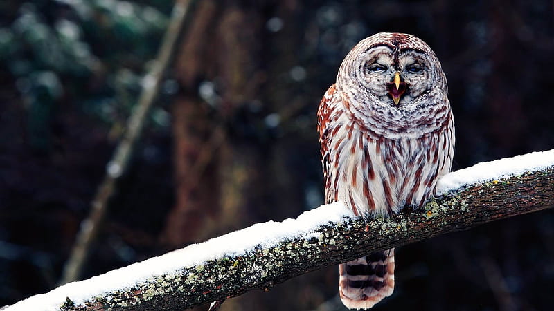 owl on a branch-2013 Animal World, HD wallpaper