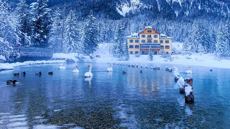 Winter in the Italian Alps, ducks, swans, house, snow, landscape, trees, pond, HD wallpaper