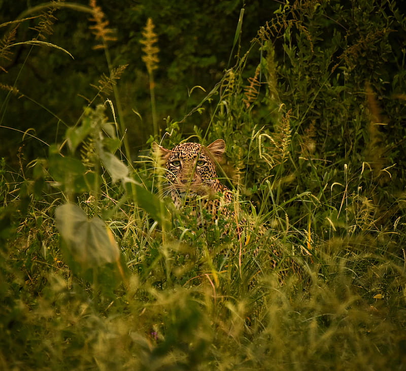 leopard, big cat, glance, predator, grass, disguise, HD wallpaper