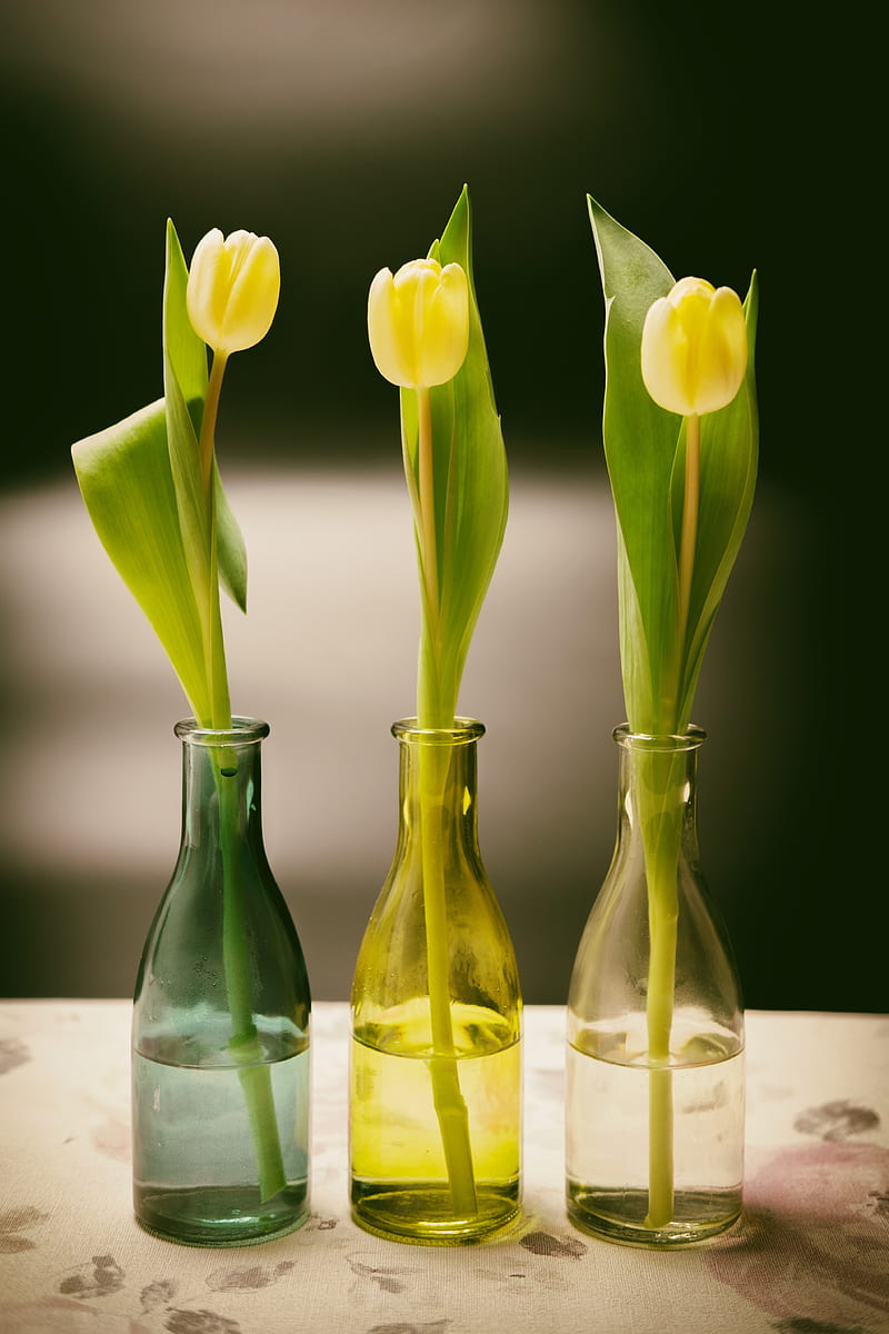 tulips, bottles, vase, spring, HD phone wallpaper