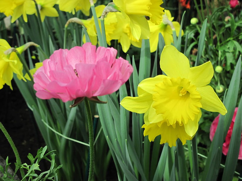 Healing flowers 30, Daffodils, graphy, green, yellow, garden, Flowers, pink, HD wallpaper