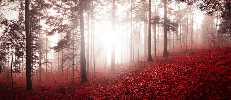 forest, fog, autumn, foliage, trees, switzerland, HD wallpaper